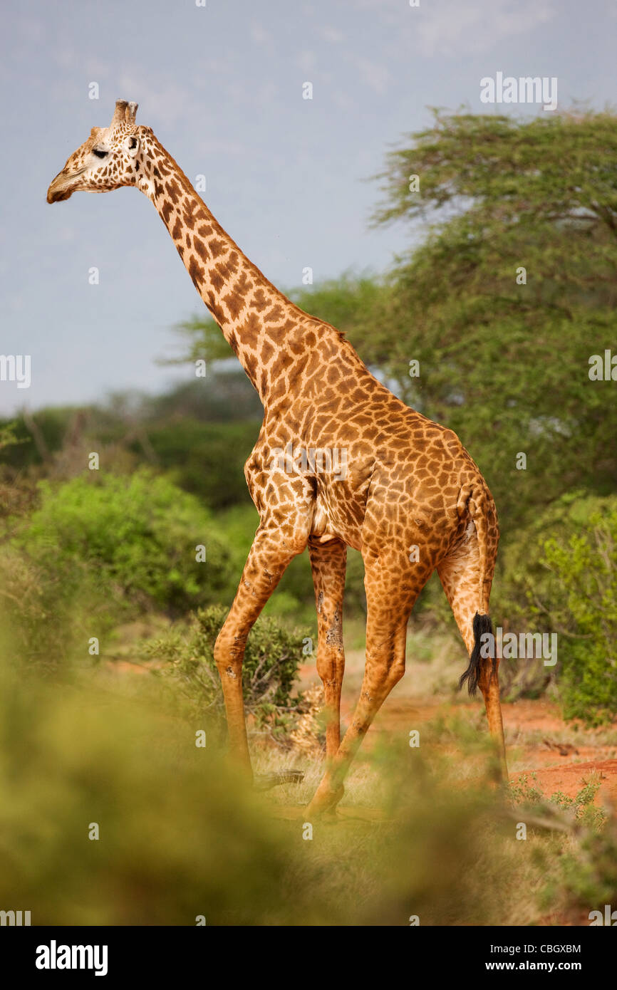 Jirafa Giraffa camelopardalis tippelskirchi masai en el Parque Nacional Tsavo, Kenia es la especie más grande y más alto de animal terrestre Foto de stock
