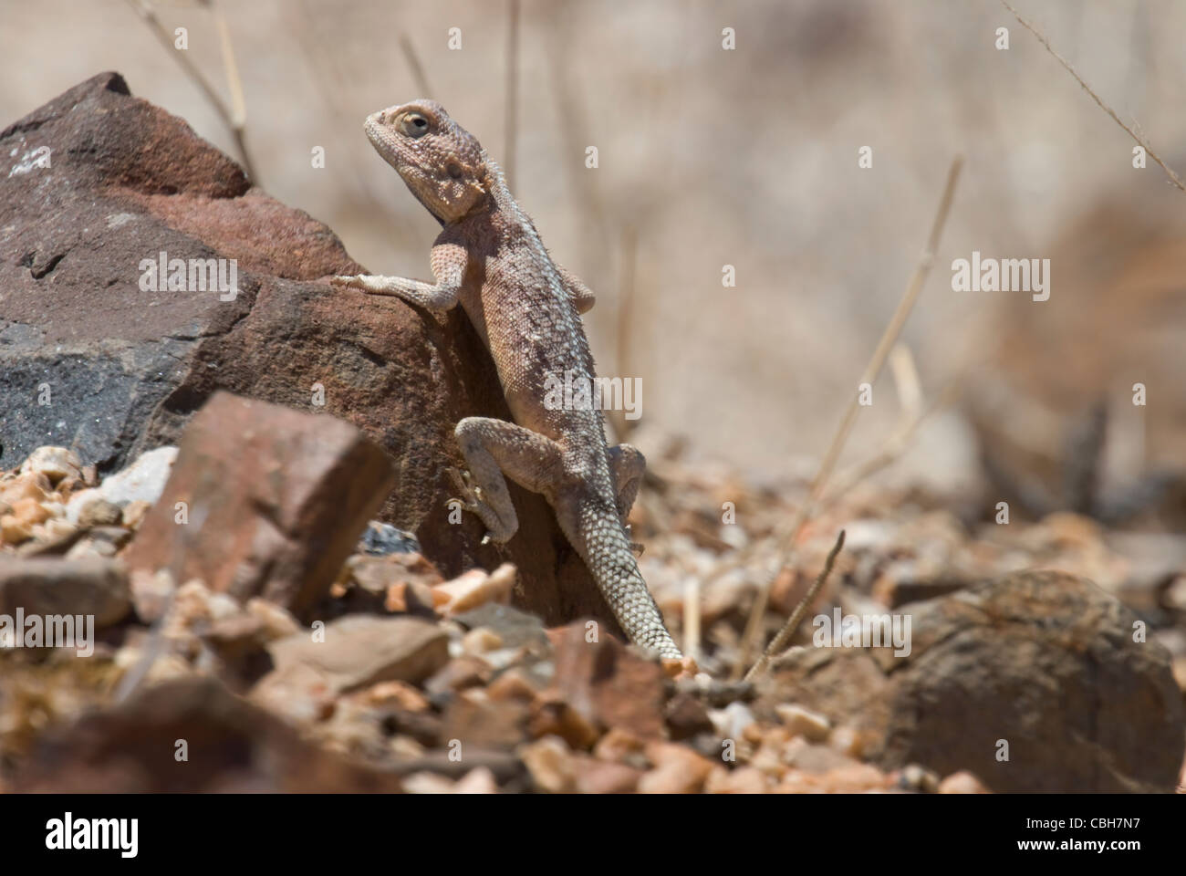 Sabana arbolada Agama lizard escalada Foto de stock