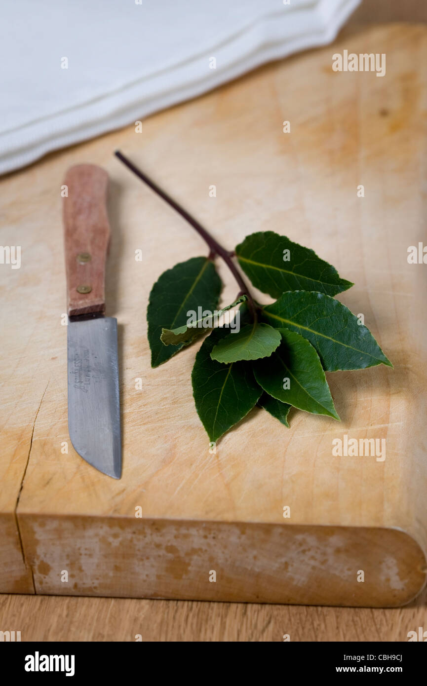 Una ramita de laurel sobre una tabla de cortar de madera con un cuchillo de cocina Foto de stock