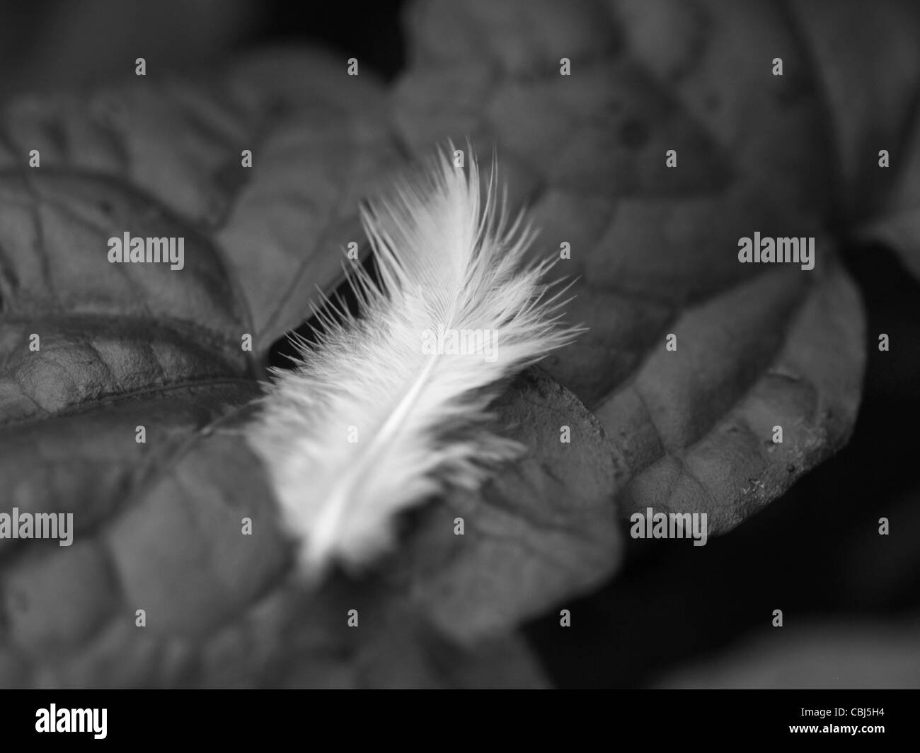 Primer plano de una pluma blanca sobre una hoja en monocromo. Tomada en el Commonwealth de Dominica, Indias Occidentales, Caribe. Foto de stock