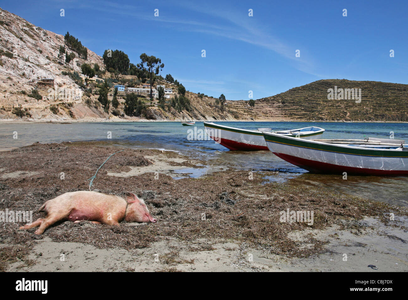 Los barcos de pesca y cerdo durmiendo en la orilla del Lago Titicaca, Isla del Sol, Bolivia Foto de stock