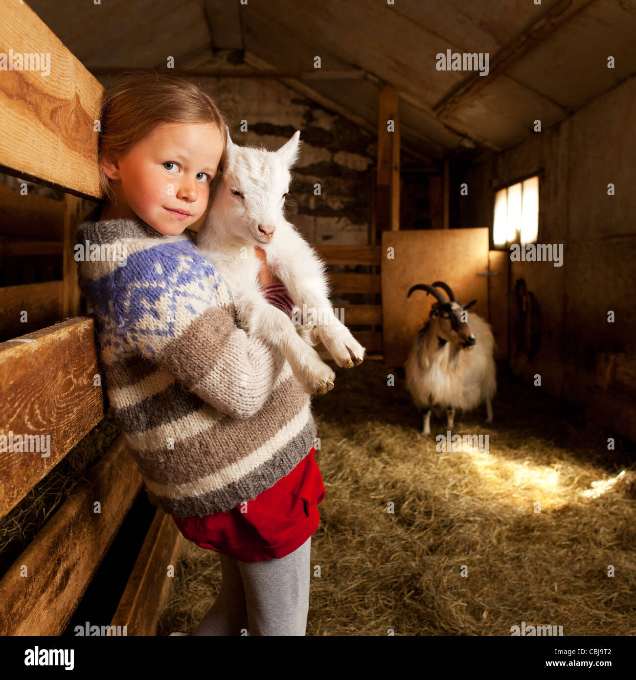 Chica holidng cabrito, granja de cabras Islandia Foto de stock