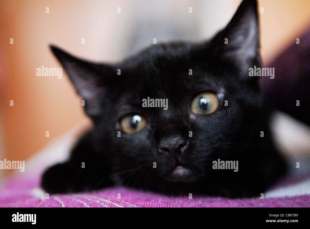 Gatito negro en casa Fotografía de stock - Alamy