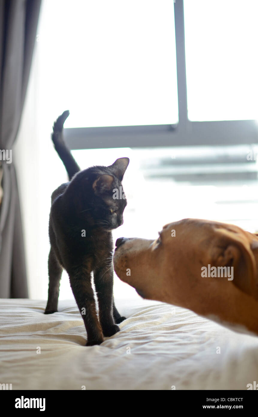 Perro y gato interactúan en casa Foto de stock
