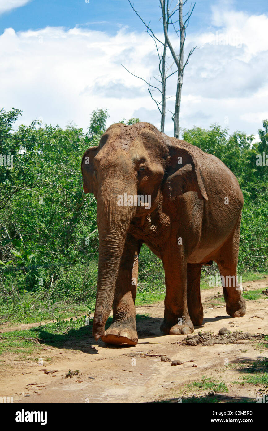 Uda Walawe elefante Reserva de Vida Silvestre de Sri Lanka Asia Foto de stock