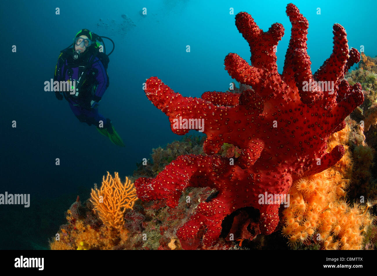 Dedo rojo coral blando y Buzo, Alcyonium palmatum, Isla de Cres, Mar Adriático, Croacia Foto de stock