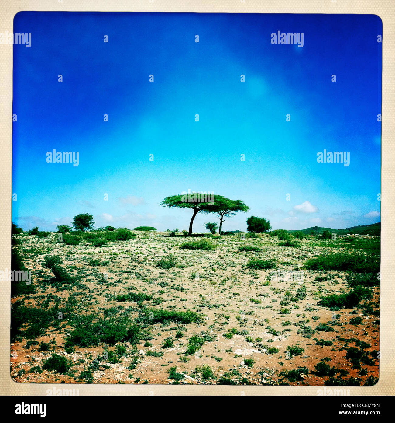 Solitario árbol en el paisaje árido El Sheikh Somalilandia Foto de stock