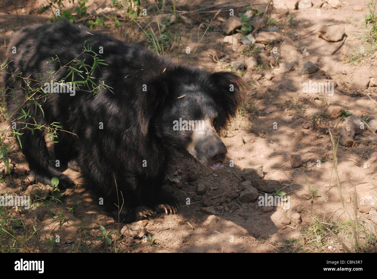 Caminando en el oso salvaje, india Foto de stock