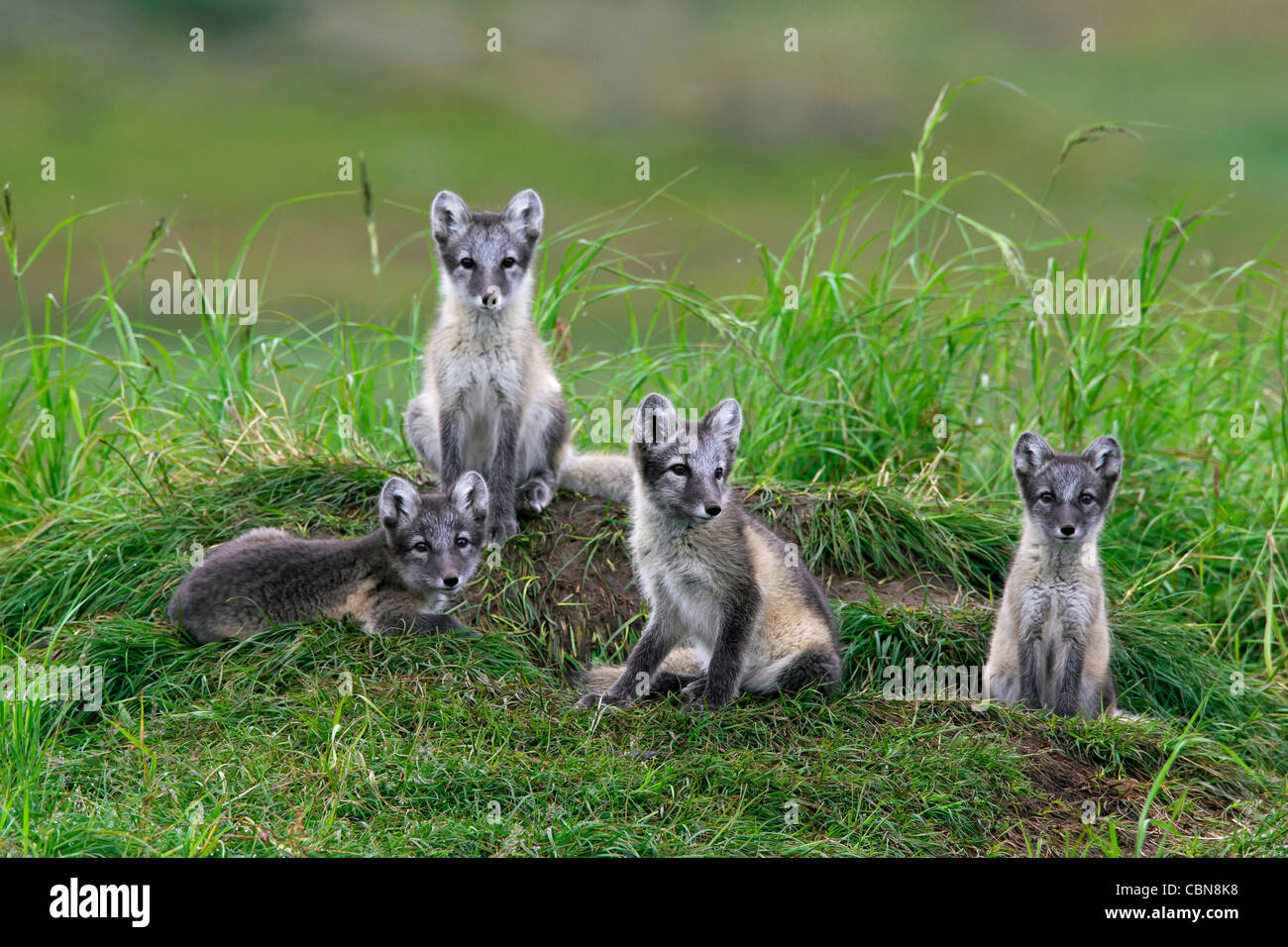 Zorro ártico (Vulpes Alopex lagopus / lagopus) cachorros en den en la tundra en verano, Laponia, Suecia Foto de stock