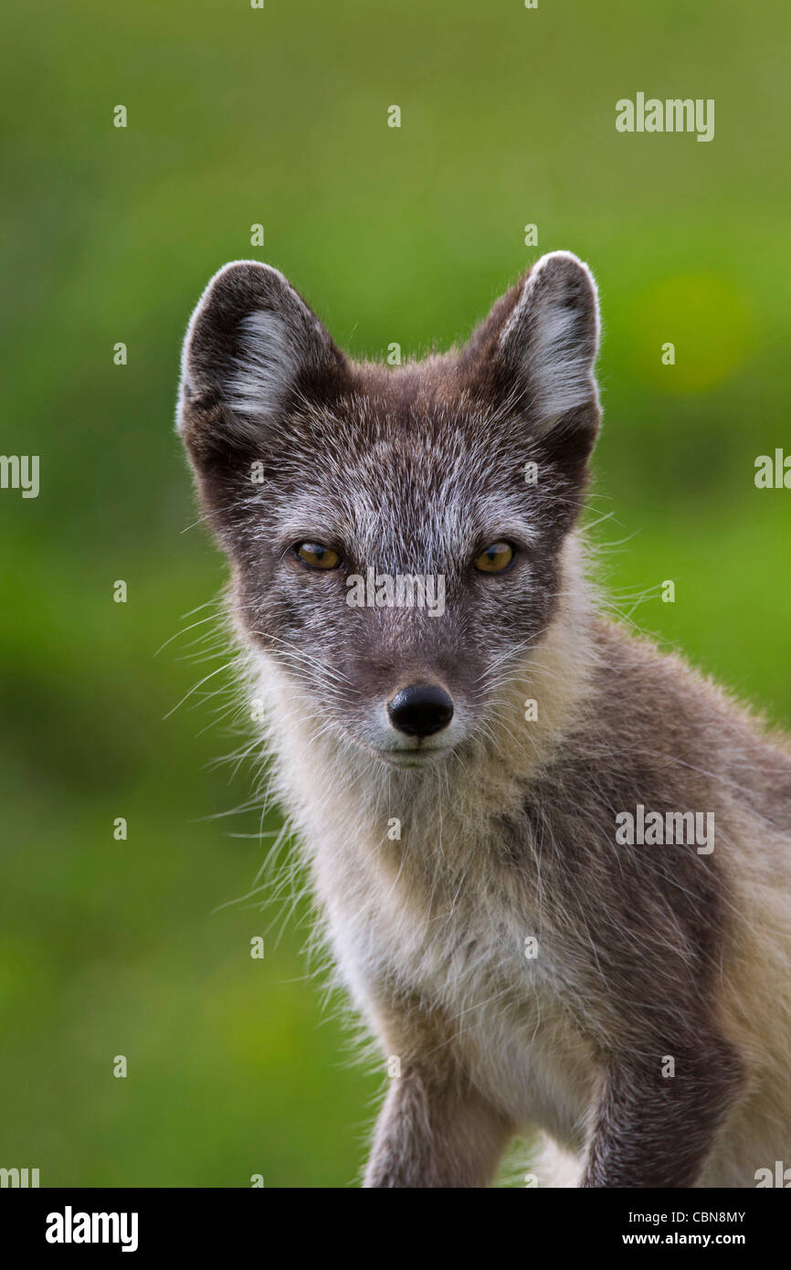 Close-up de zorro ártico (Vulpes / Alopex lagopus lagopus) en la tundra en verano, Laponia, Suecia Foto de stock