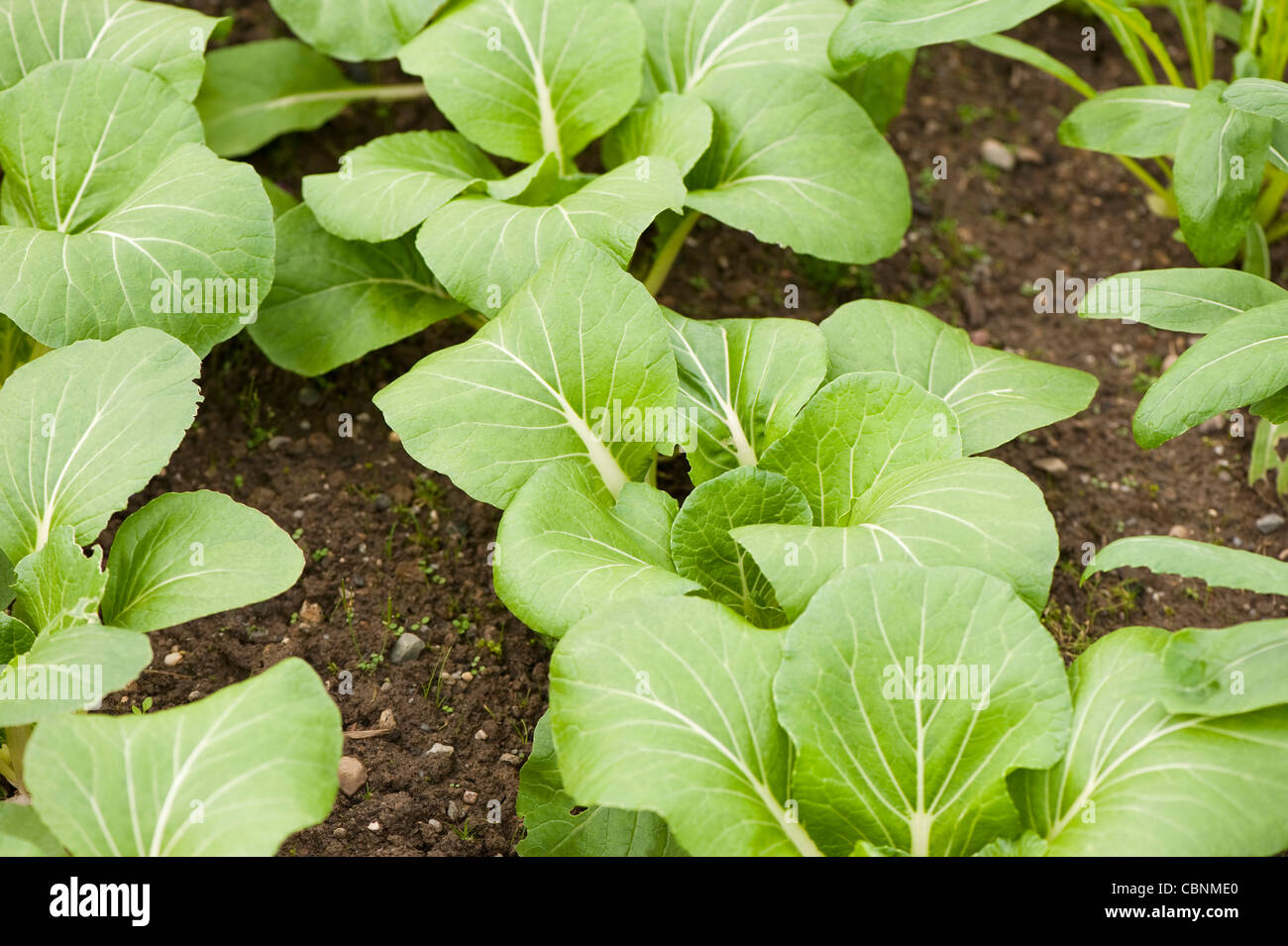 Pak Choi Choi "Alegría", Brassica rapa ssp chinensis 'Joi Choi' Foto de stock