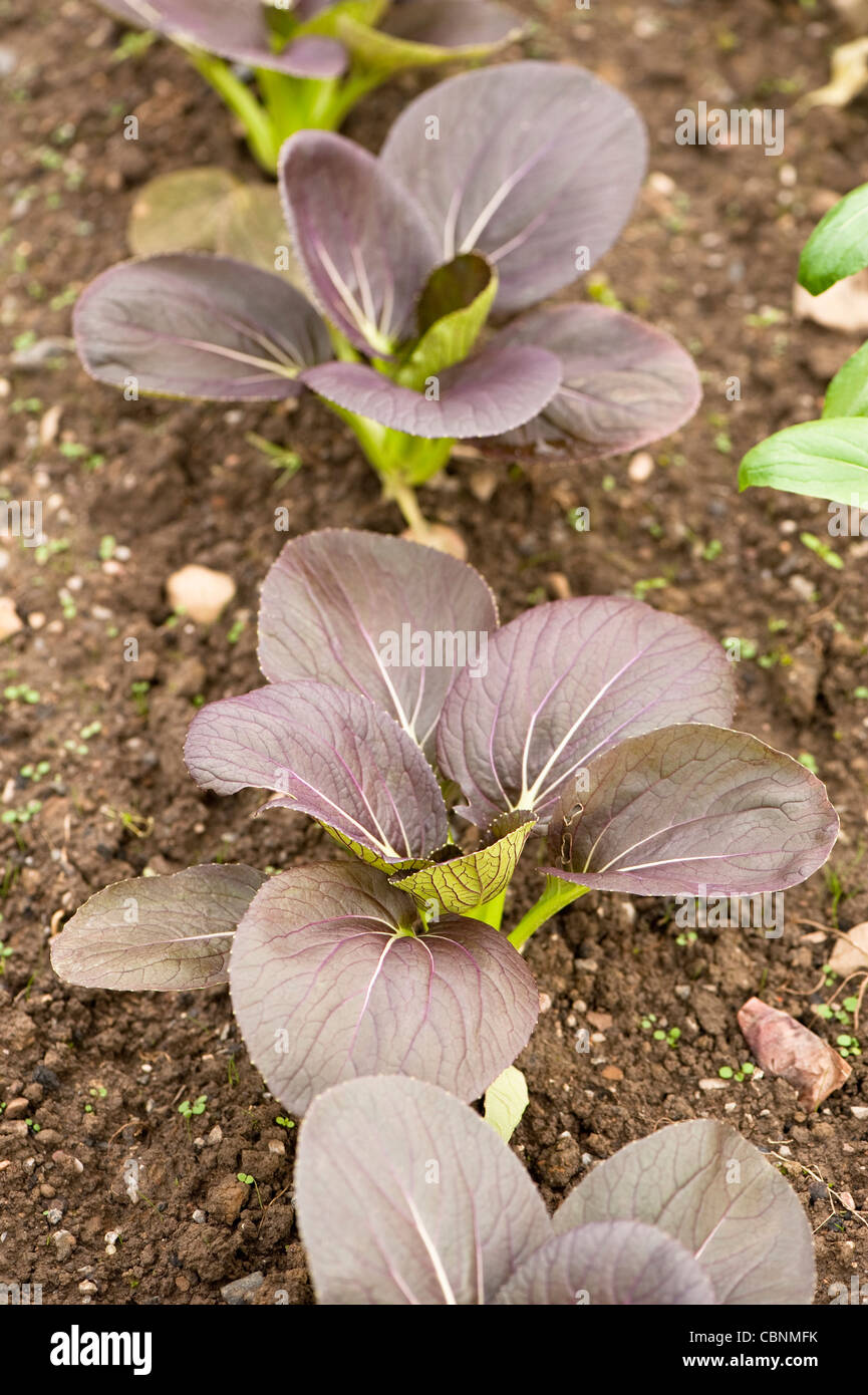 Pak Choi 'Rojo', Brassica rapa ssp chinensis 'Rojo' Foto de stock