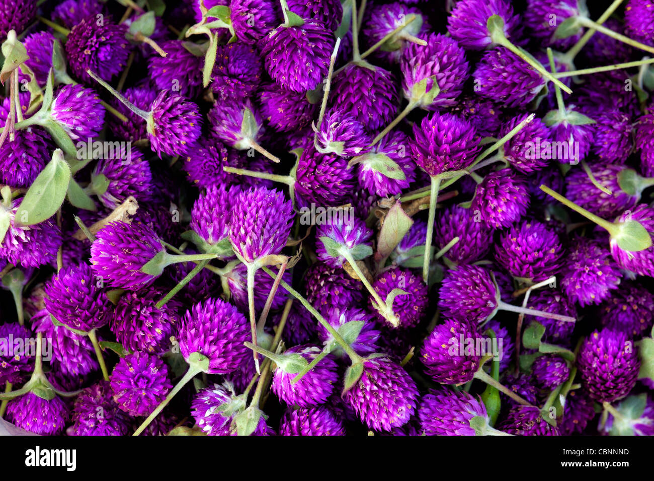 Gomphrena globosa. Globe o Bachiller Botón Amaranto flores. En Andhra Pradesh, India Foto de stock