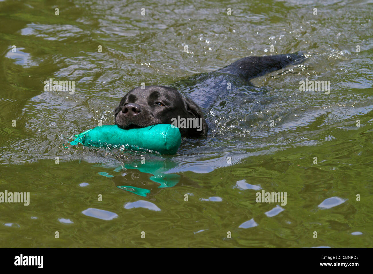 Labrador Retriever en formación con maniquí en el agua Foto de stock