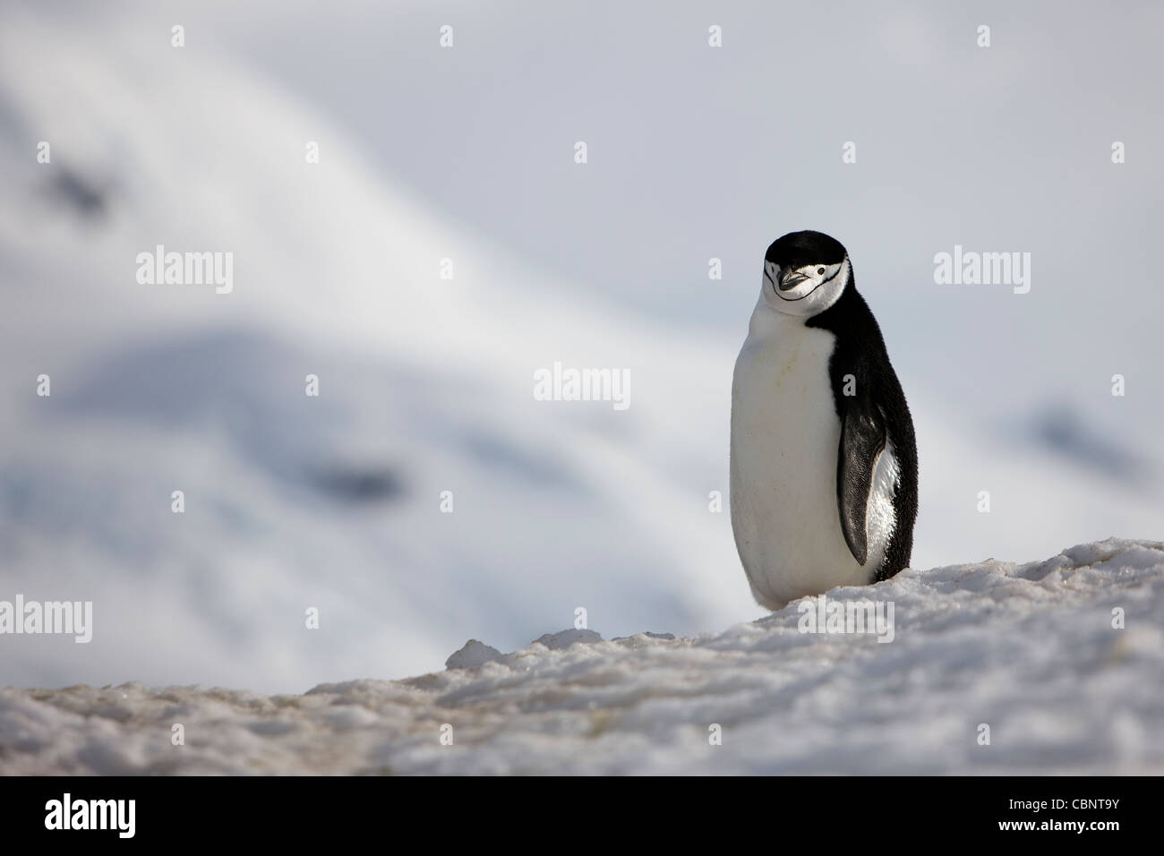 Pingüinos de barbijo (Pygoscelis antarcticus paisaje silvestre no cautivo Foto de stock