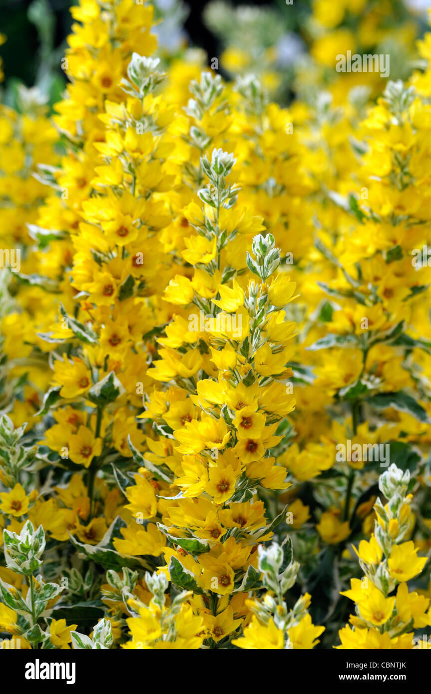 Lysimachia punctata Alexander perenne Flor Amarilla Flor blossom racimos spike follaje moteado lythraceae deja Foto de stock