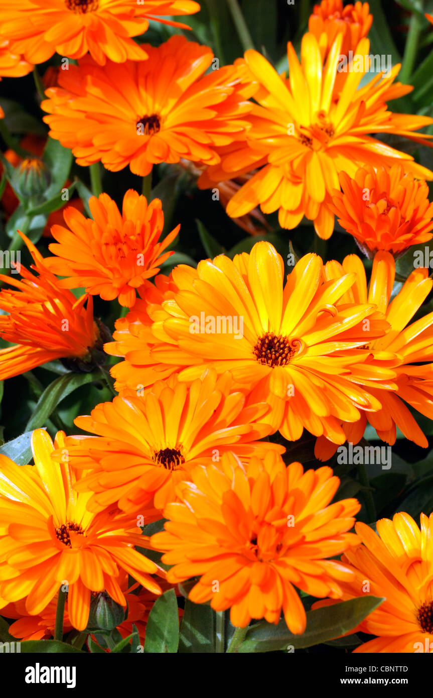 Calendula officinalis Calypso Naranja Negro Inglés Centro de flores de caléndula florece florece planta anual Foto de stock