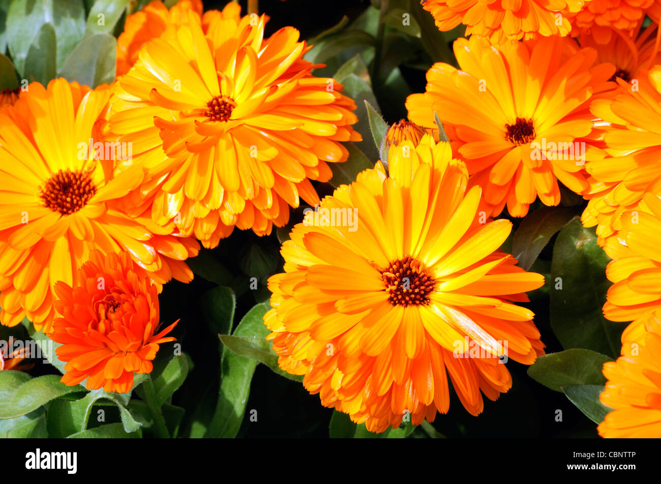 Calendula officinalis Calypso Naranja Negro Inglés Centro de flores de caléndula florece florece planta anual Foto de stock