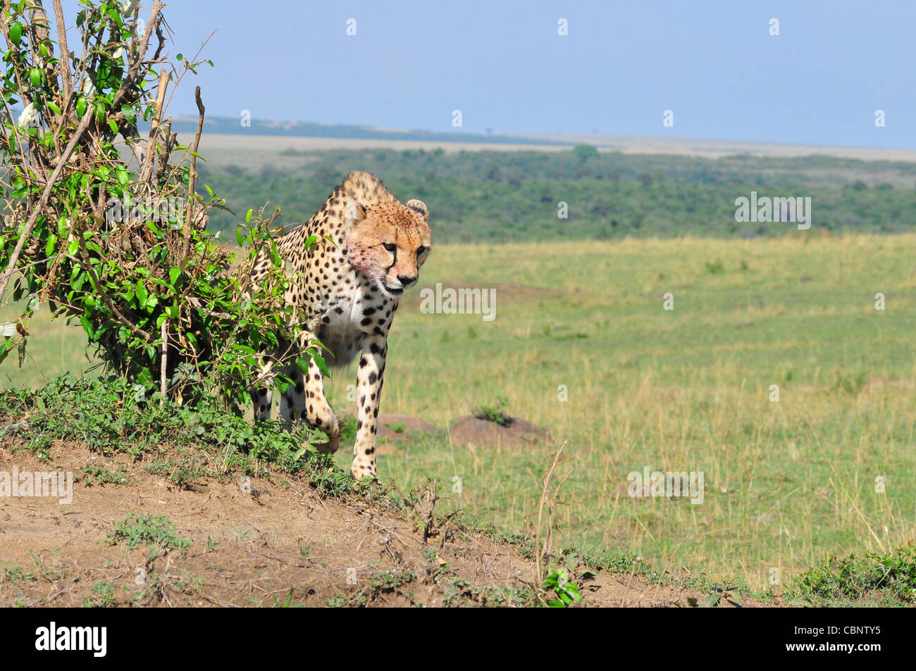 Guepardo macho Masai Mara Foto de stock