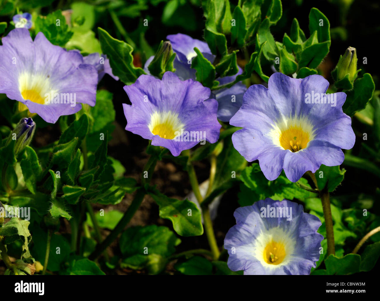 Nolana paradoxa Blue Bird closeup planta retratos anuarios de pétalos de flores azul reptante tallos suculentos Foto de stock