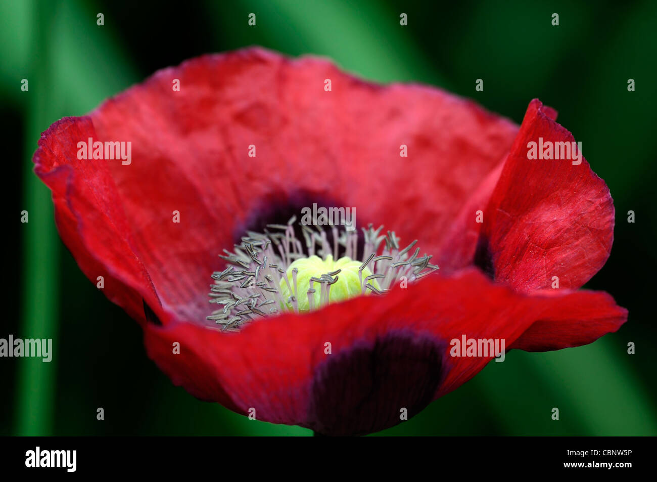 Papaver Oriental /'belleza de livermere/' AGM impresionante verdadero Rojo Flores Exóticas