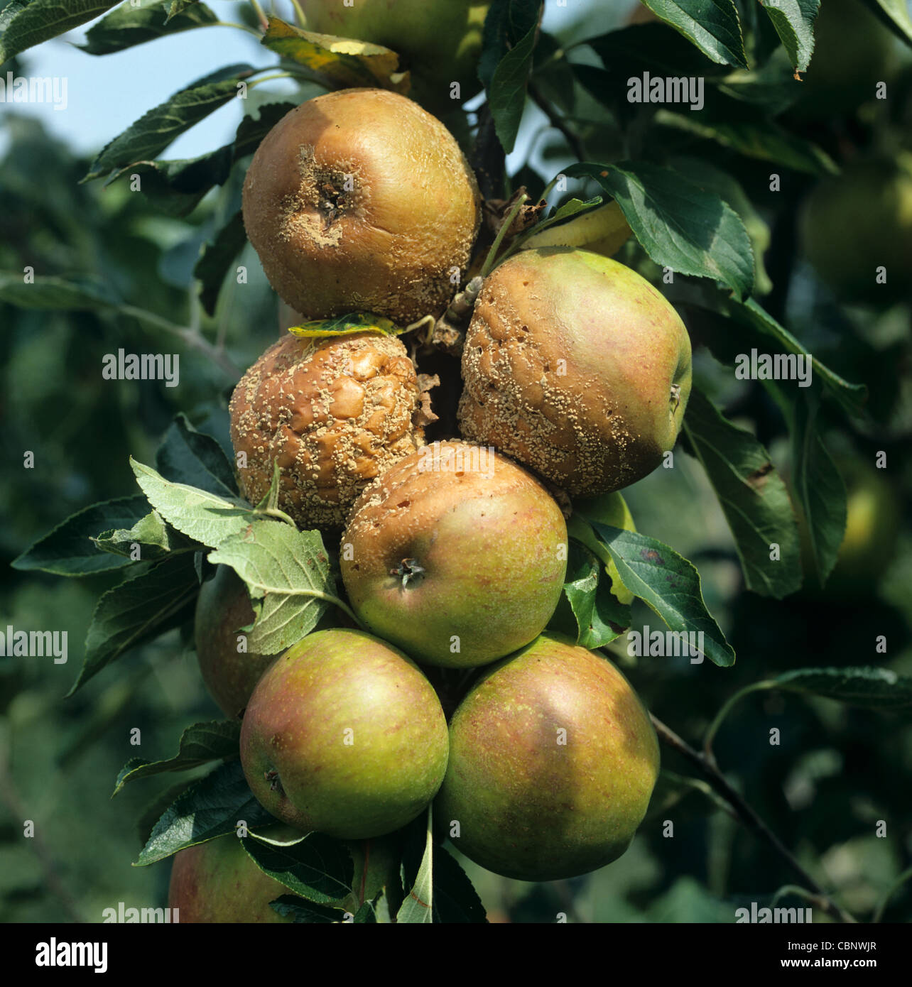 Podredumbre parda (Monilinia fructigena) en manzano maduro Foto de stock