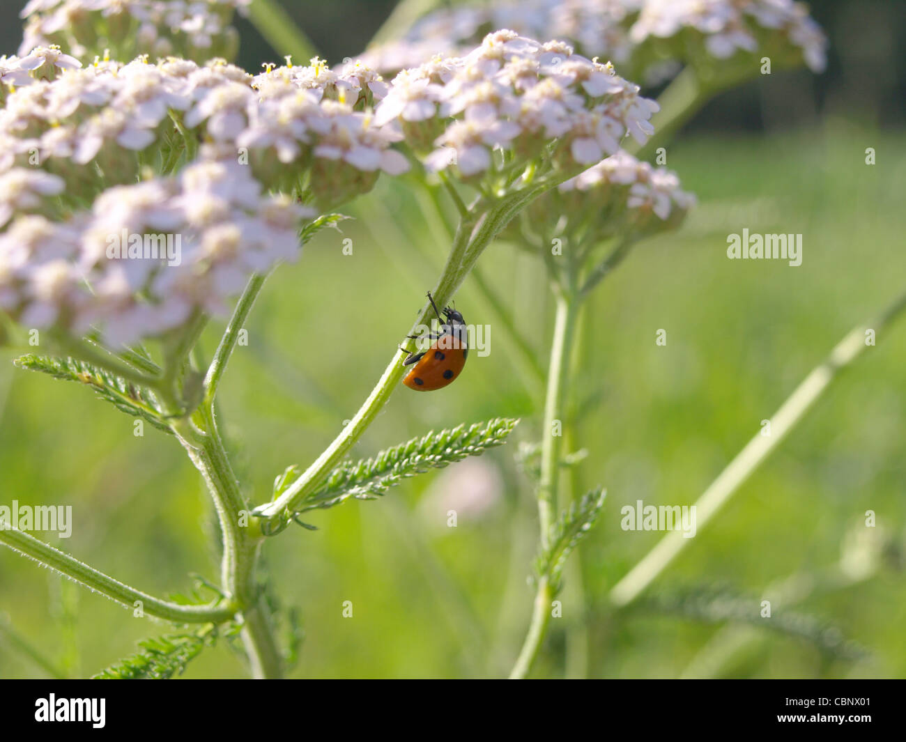 Escarabajo de Mariquita, mariquita en yarrow Achillea millefolium / Coccinellidae, un gemeiner Schafgarbe Marienkäfer / Foto de stock