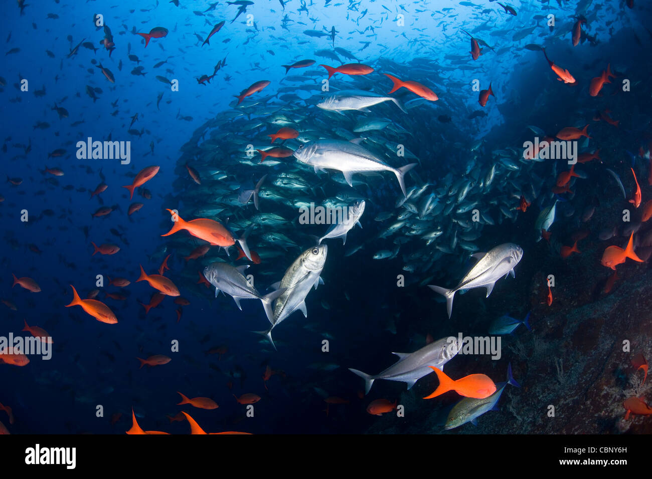 Colorido creolefish Pacífico, Paranthias colonus, rodean un grueso de la escuela de patudo jacks, Caranx sexfasciatus. Foto de stock