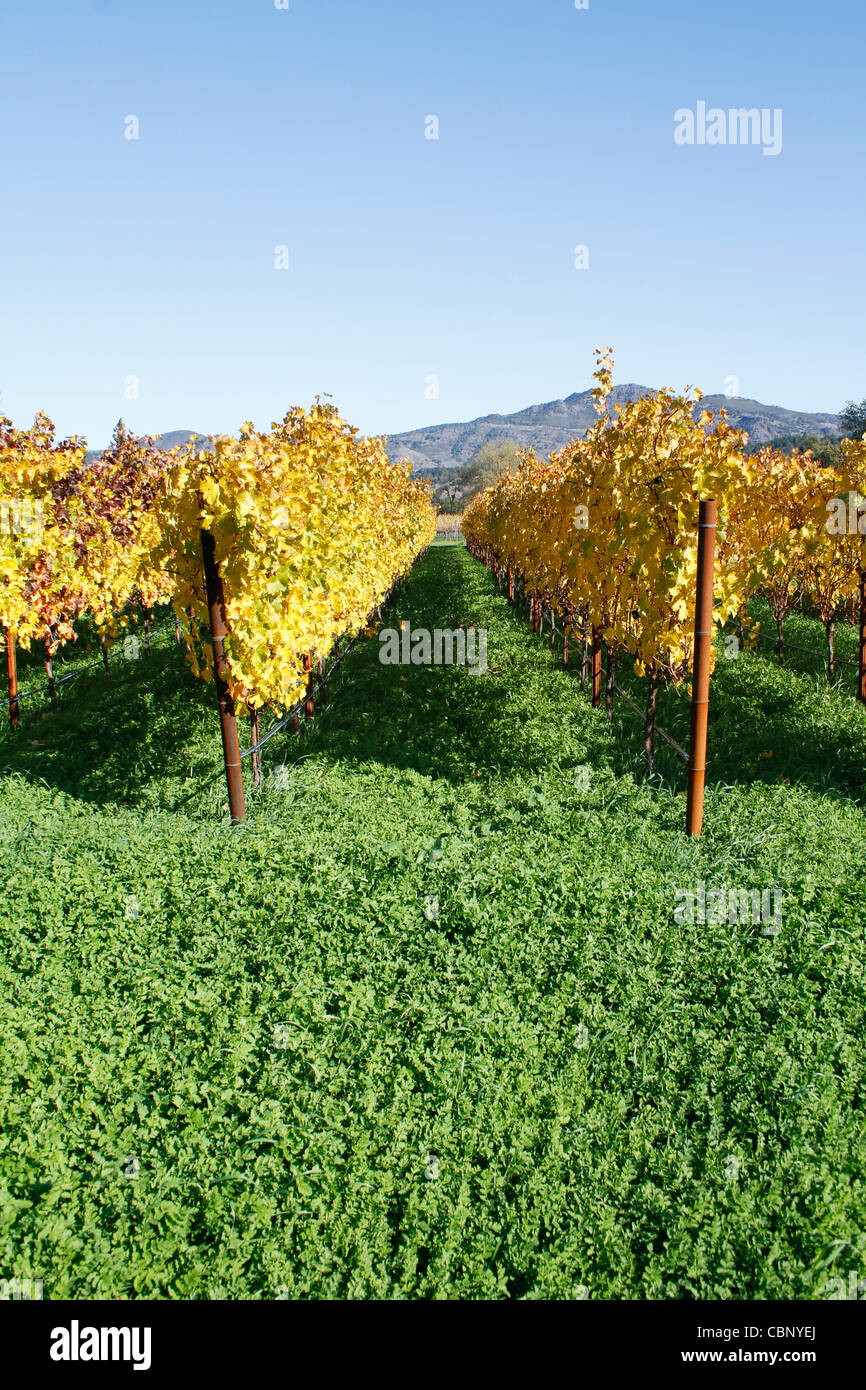 Colorido viña en Napa Valley, California. Foto de stock