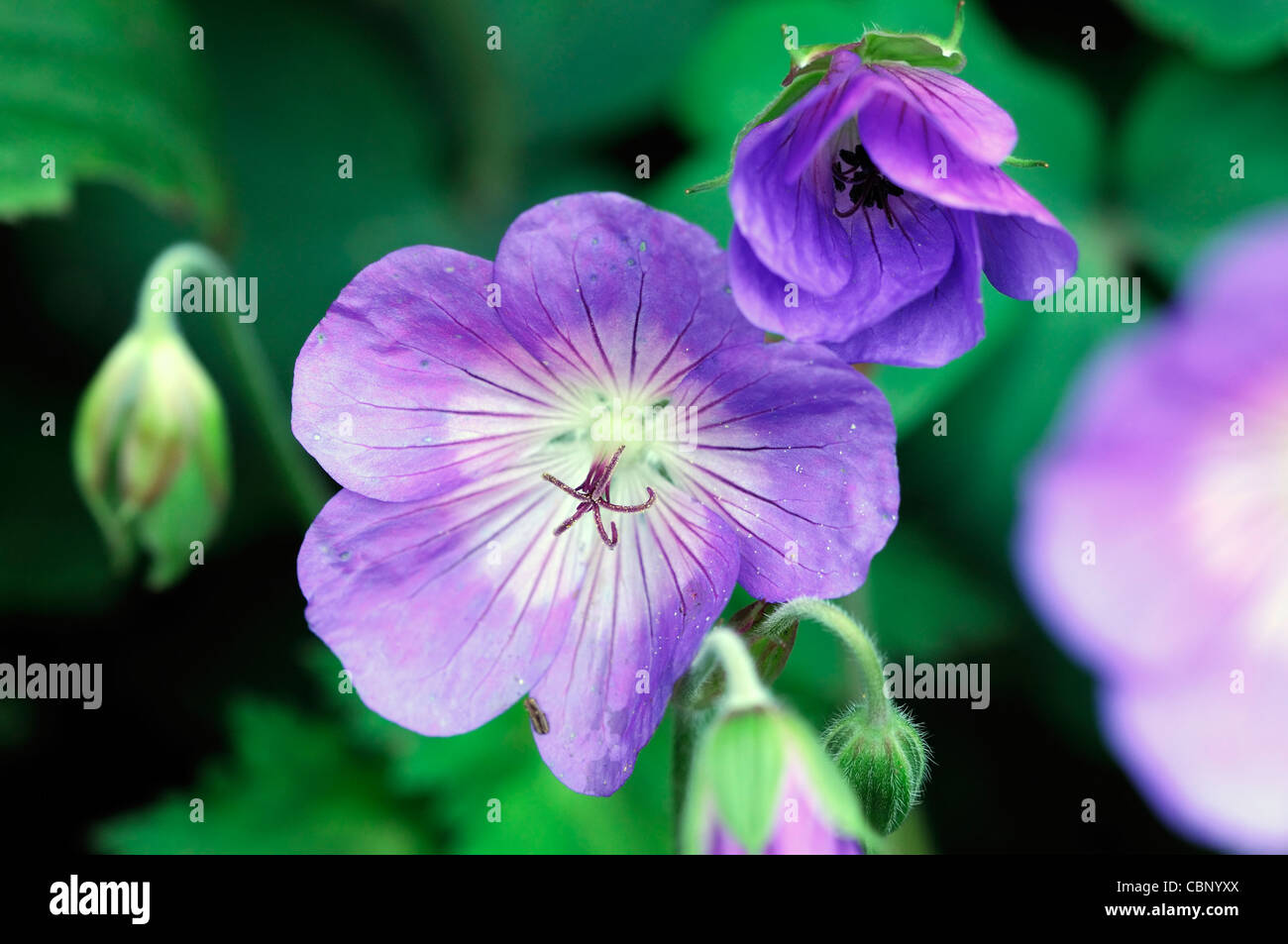 Rozanne cranesbill geranium jolly abeja flores flores flores perennes azul púrpura closeup cerrar Foto de stock