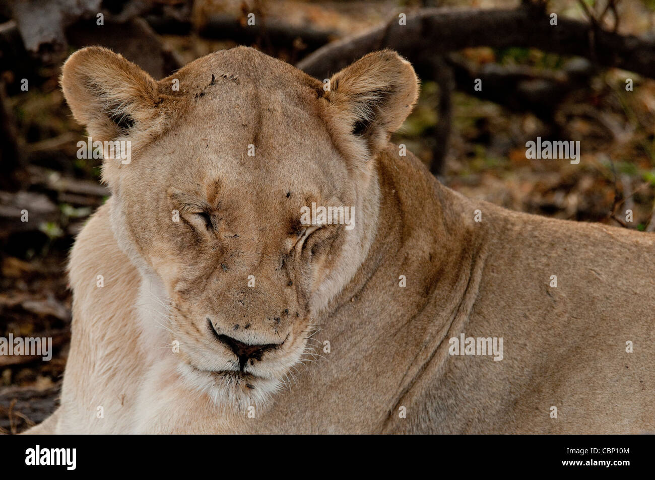África Botswana Linyanti Reserve-Lion con los ojos cerrados-head shot Foto de stock