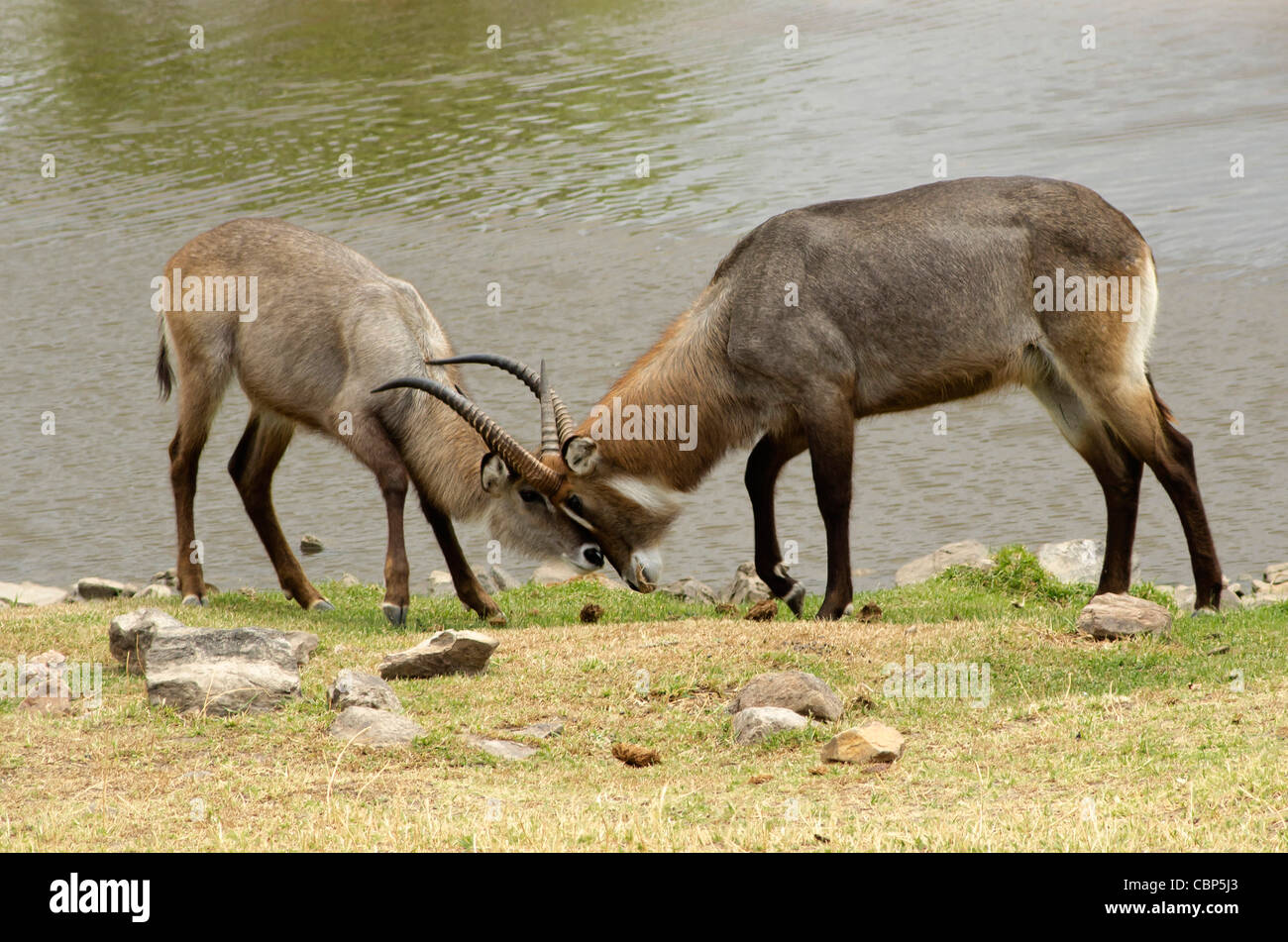 Los combates de animales en el Parque nacional Ruaha, Tanzania Foto de stock
