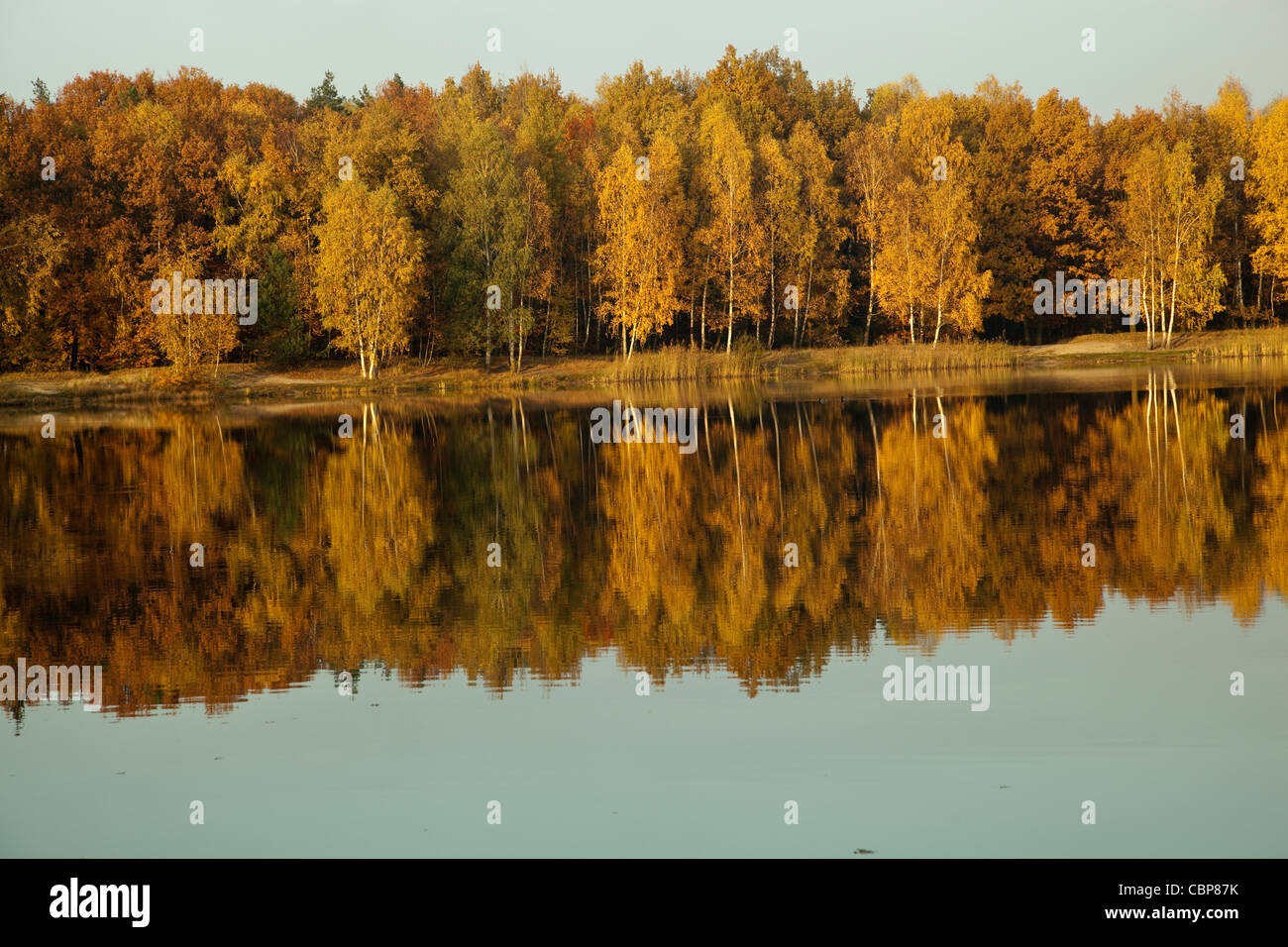 Bosque de abedules y el estanque en el paisaje del otoño Foto de stock