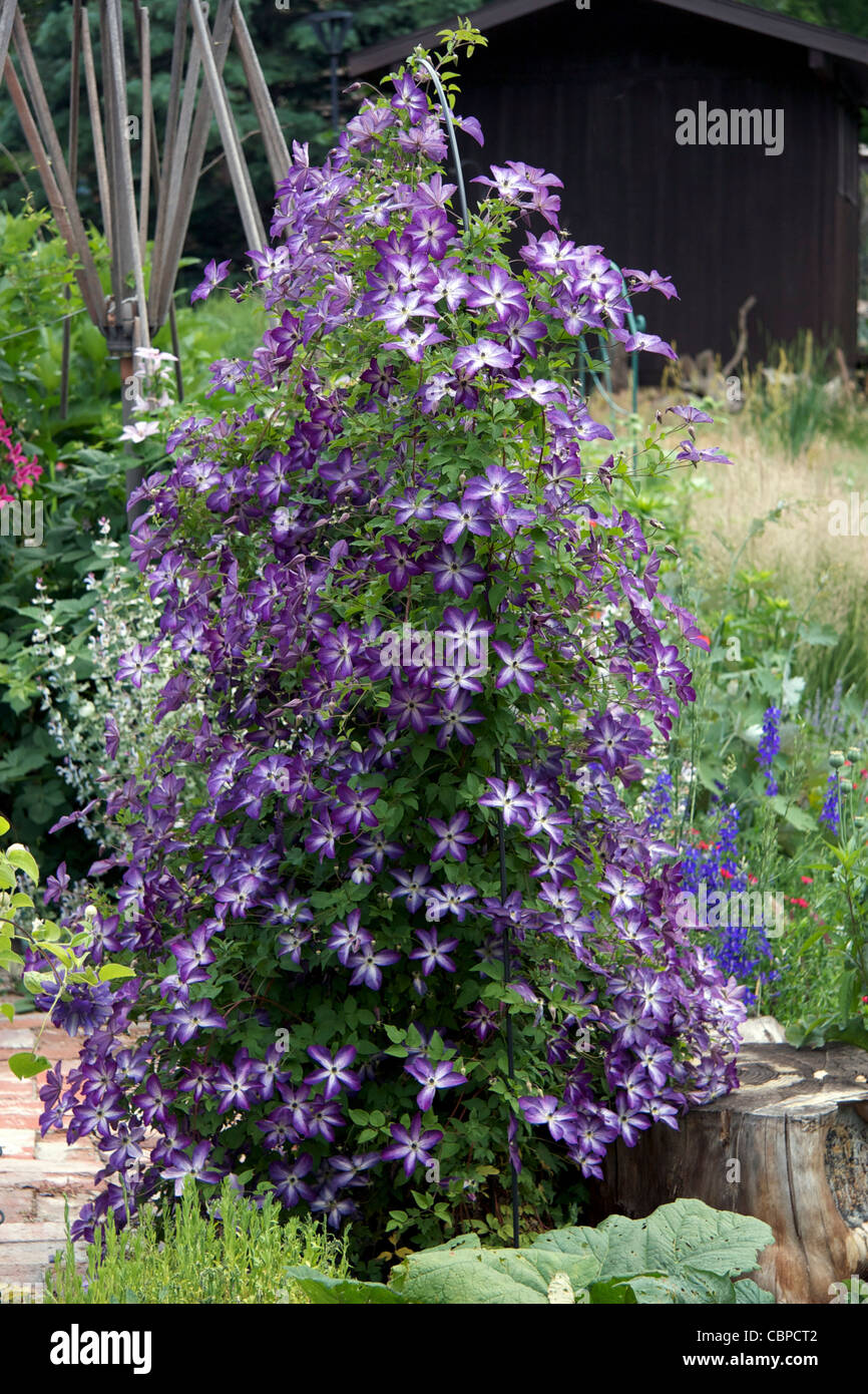 Clematis 'Venoso Violacea' crecen en un enrejado de hierro Foto de stock