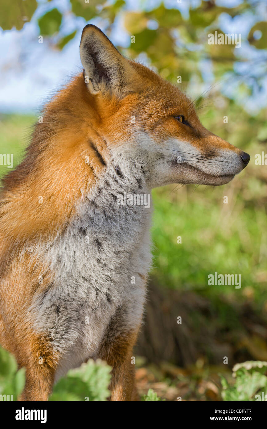 Europeo o británico [el zorro Vulpes vulpes crucigera], retrato de perfil Foto de stock