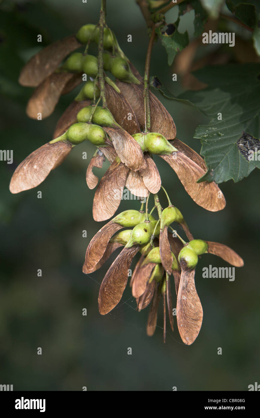 El doble de semillas aladas, árbol sicómoro, Acer pseudoplatanus Foto de stock