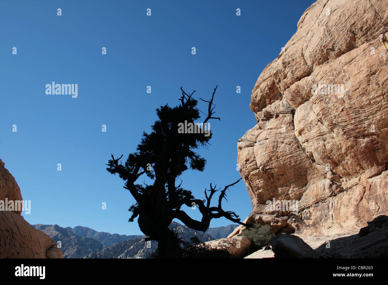 Silueta de árbol en un retorcido Desert Canyon arenisca Foto de stock