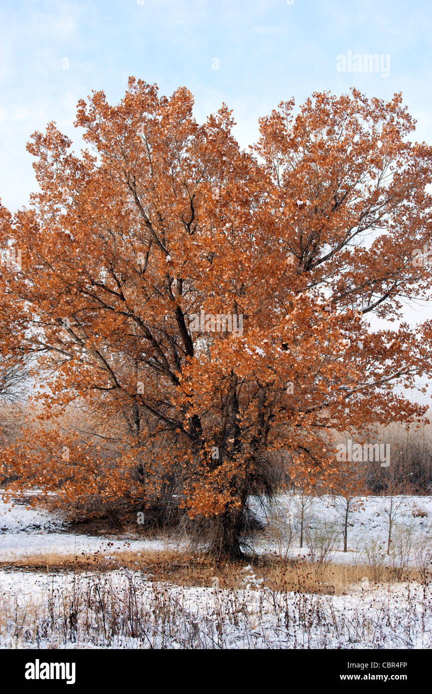 Árbol cottonwood en el follaje de otoño Foto de stock