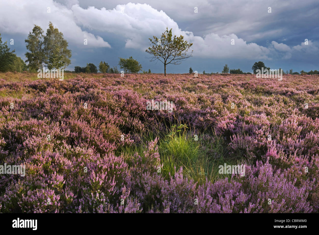 Heather floración en púrpura brezales en el Parque Nacional de Hoge Kempen, Bélgica Foto de stock