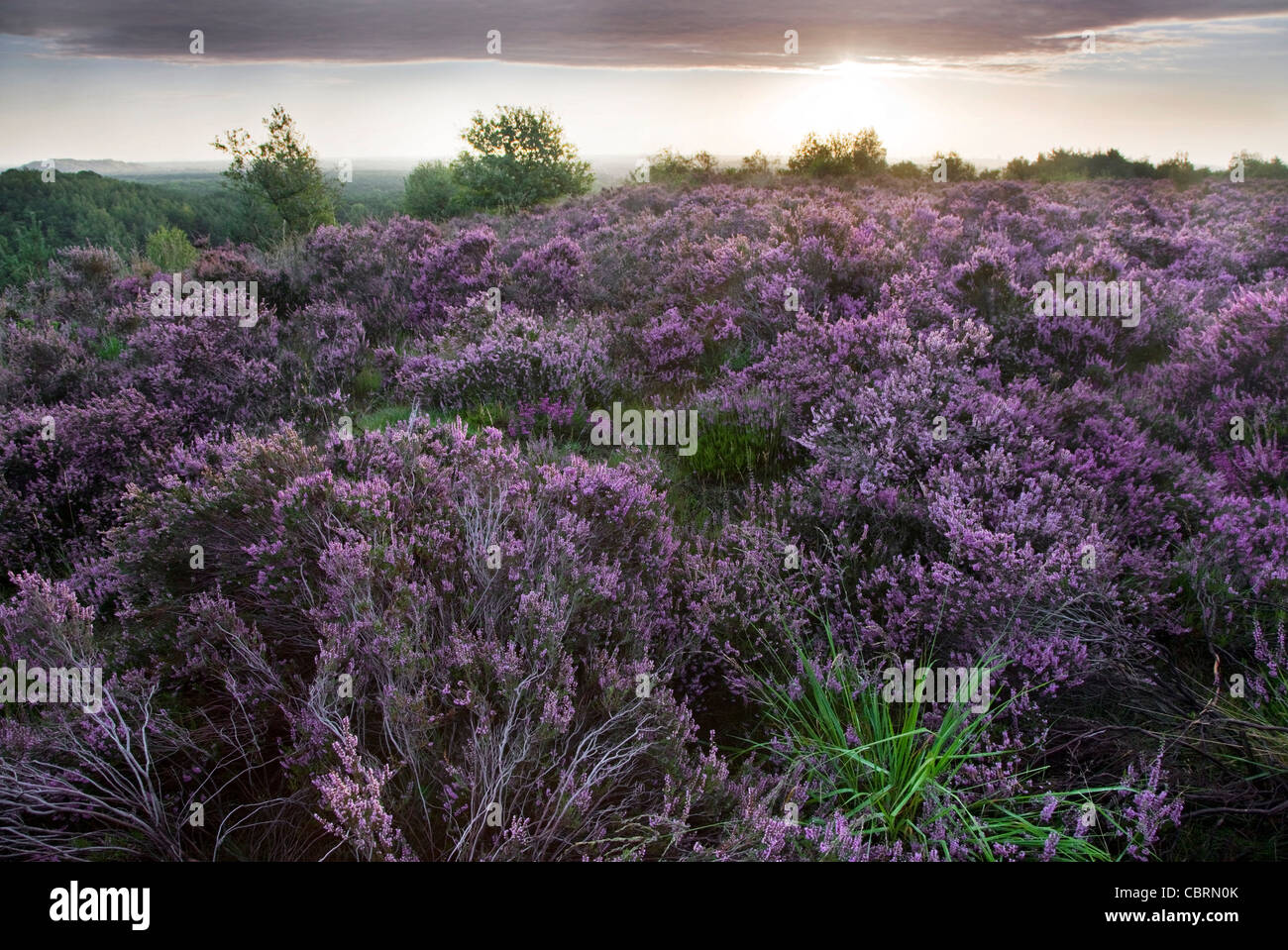 Heather floración en púrpura brezales en el Parque Nacional de Hoge Kempen, Bélgica Foto de stock