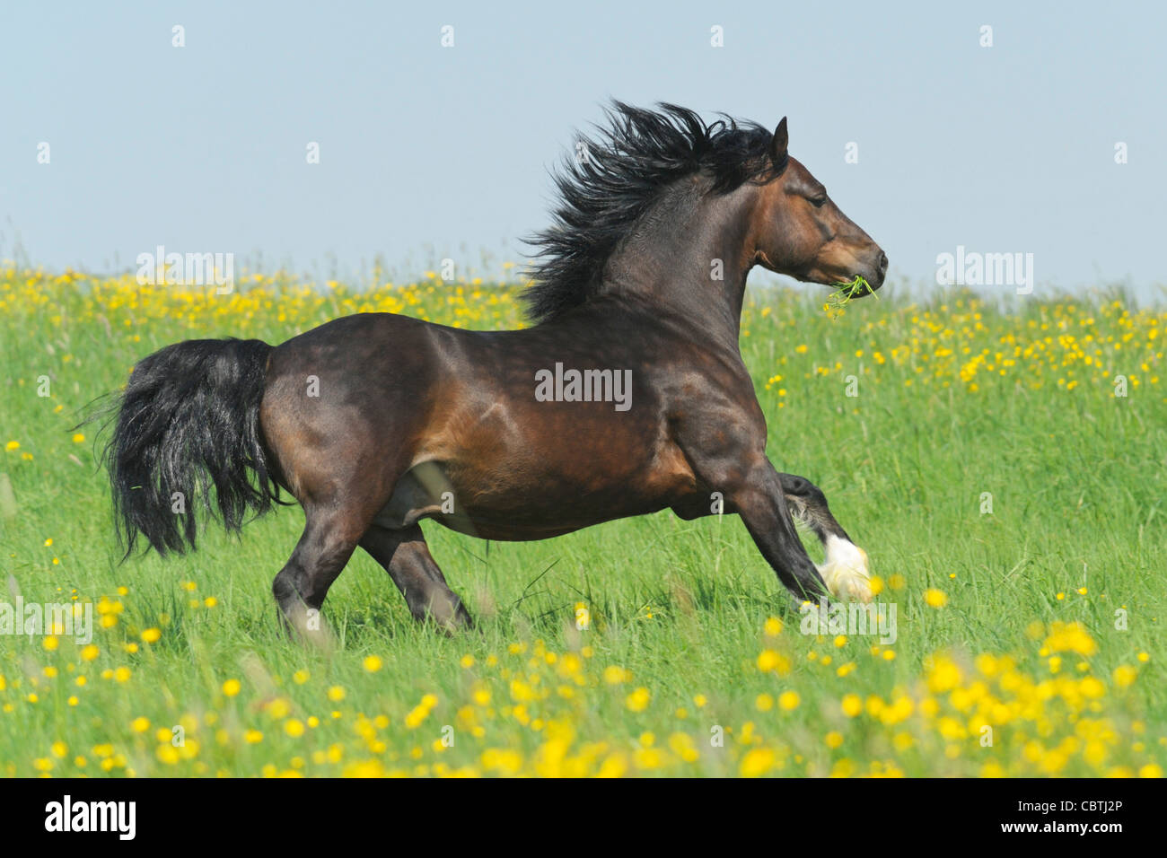 Welsh pony semental (sección C) galopando en el campo Foto de stock