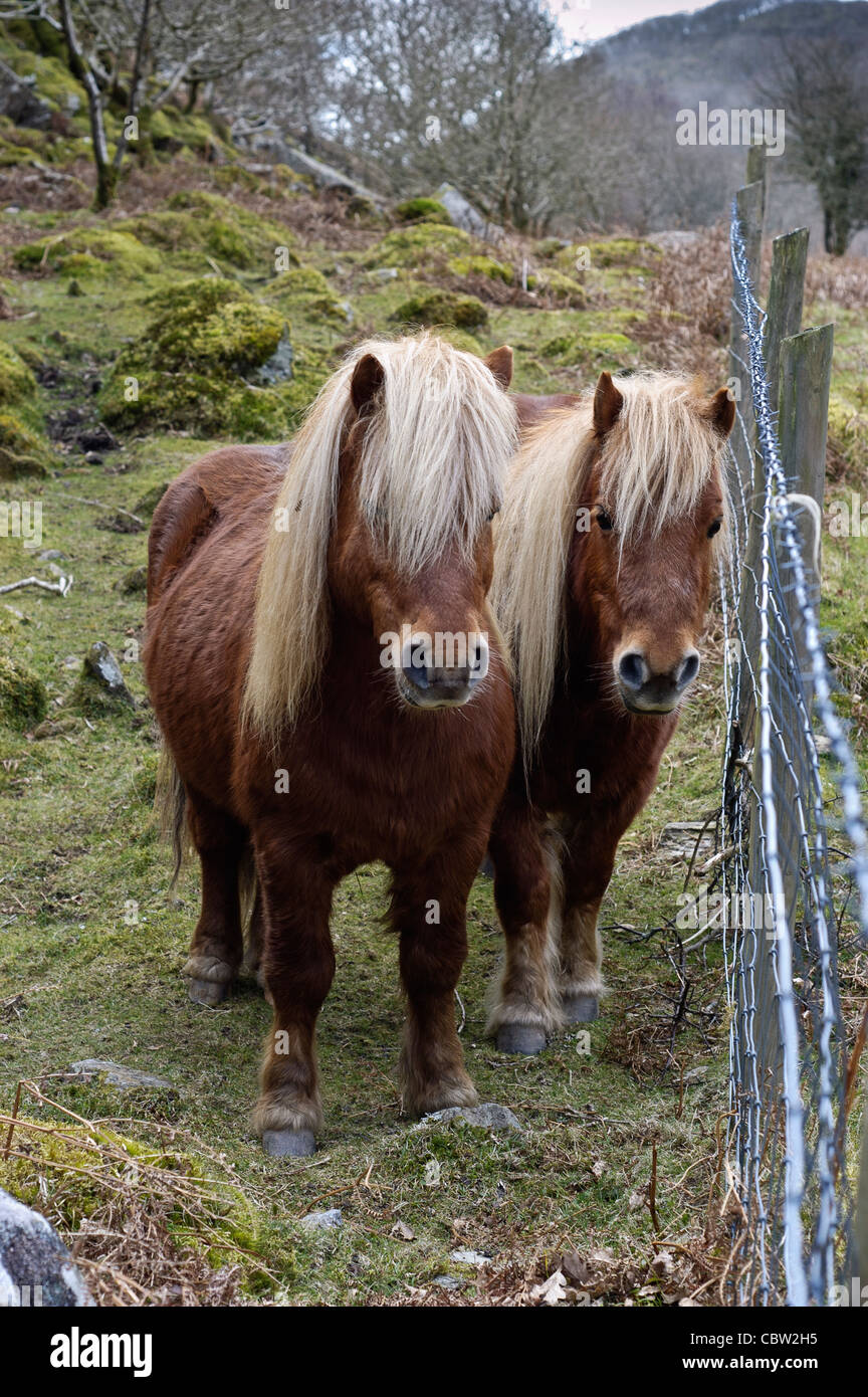 Ponis Welsh Foto de stock