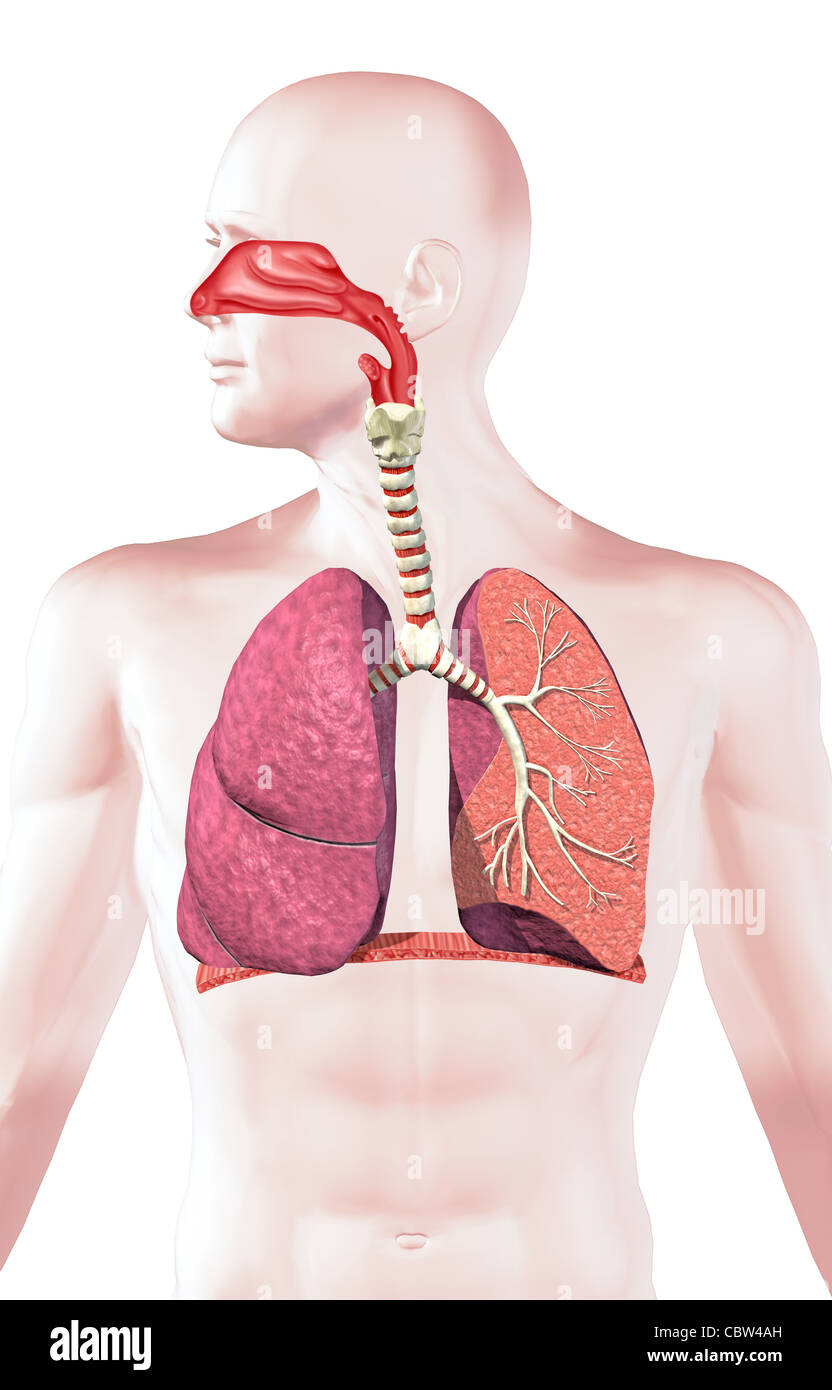 Sistema respiratorio humano, sección transversal. Sobre fondo blanco, con trazado de recorte. Foto de stock