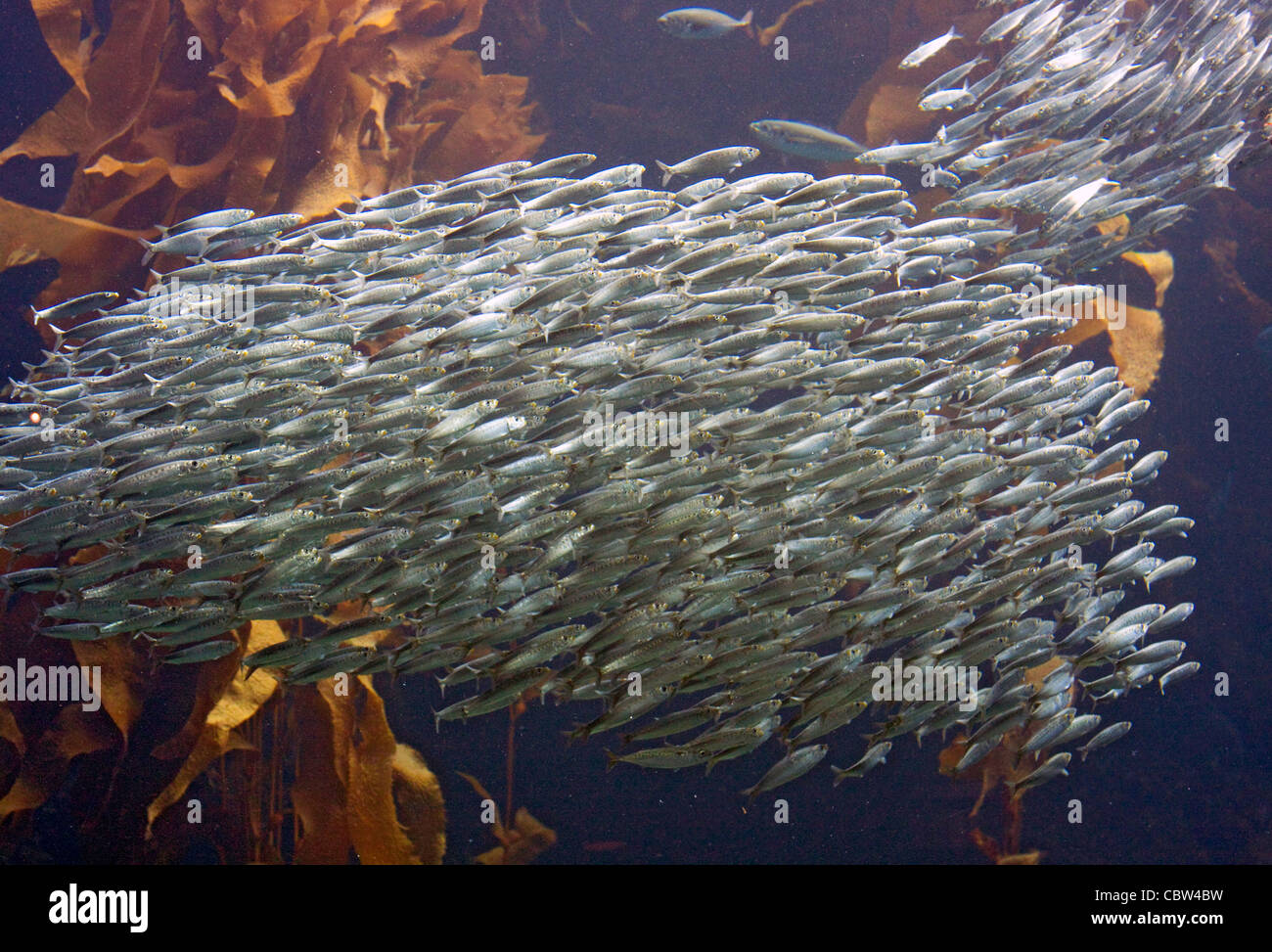 La sardina del Pacífico Sardinops sagax en California (Estados Unidos) el 22 de Abril Escuela de sardinas. Clupeidae Foto de stock