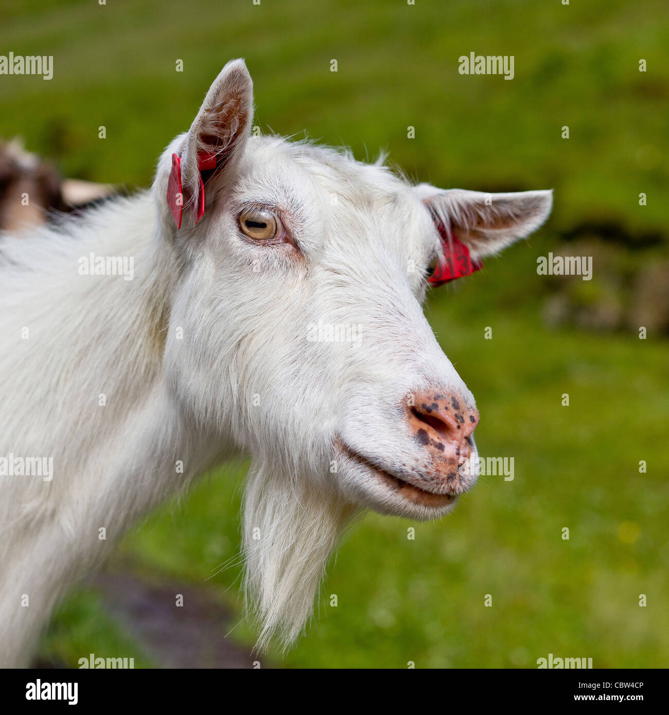 Cabra, Vatnedalen, Noruega Foto de stock