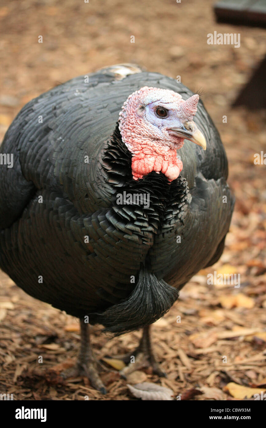 Norfolk turkey fotografías e imágenes de alta resolución Alamy