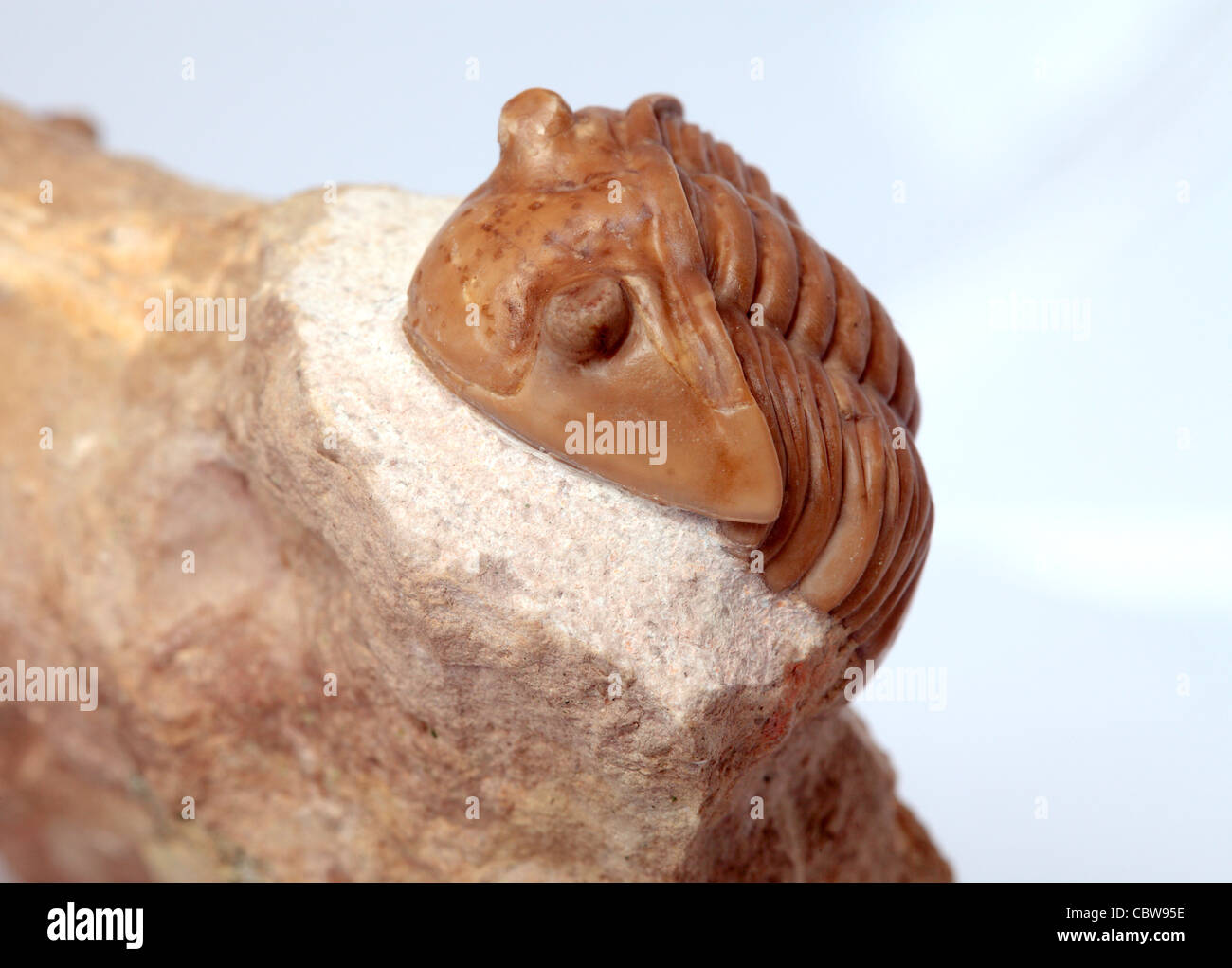Trilobites Asaphus lepidurus, fósil, 450 millones de años. Foto de stock