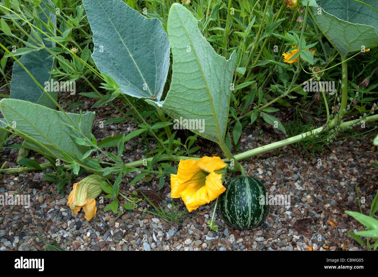 Buffalo Gourd (Cucurbita foetidissima), zarcillo con flores y frutas. Foto de stock