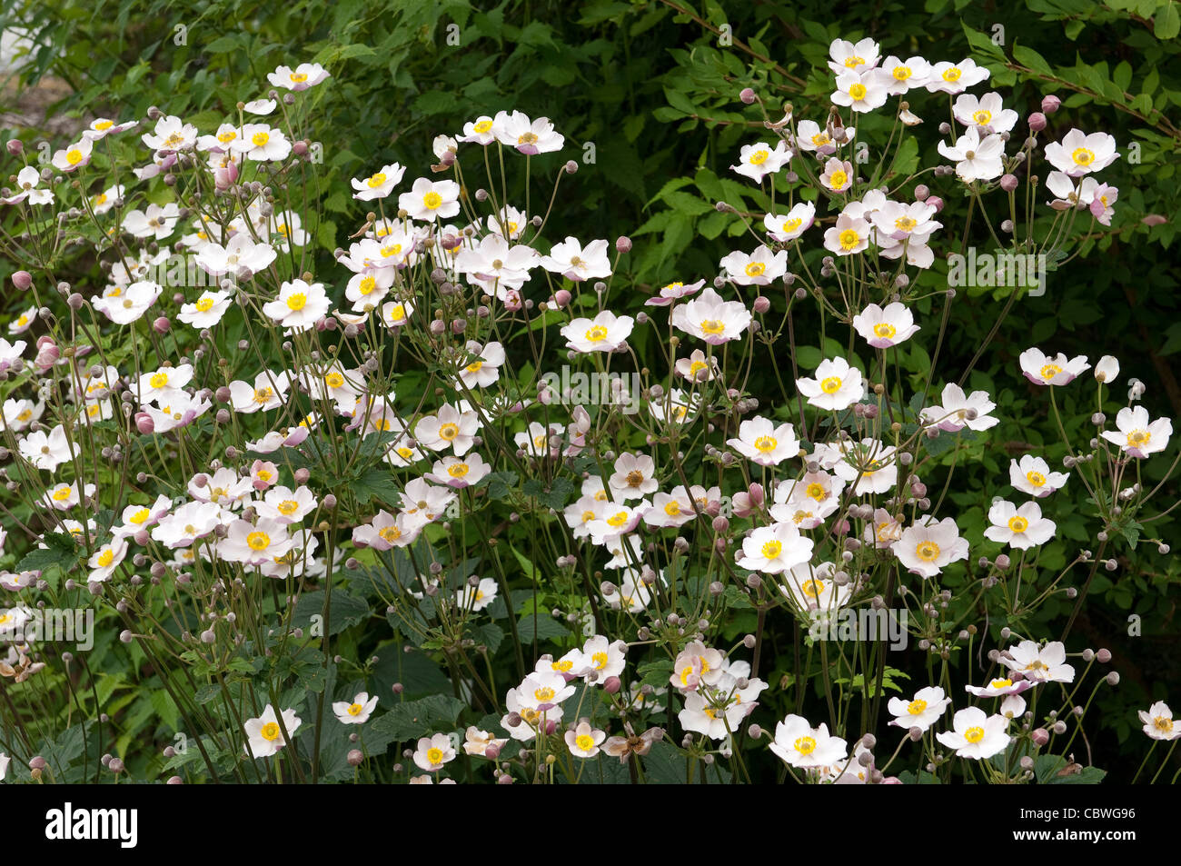 Anémona japonesa (Anemone hupehensis japonica), plantas en floración. Foto de stock