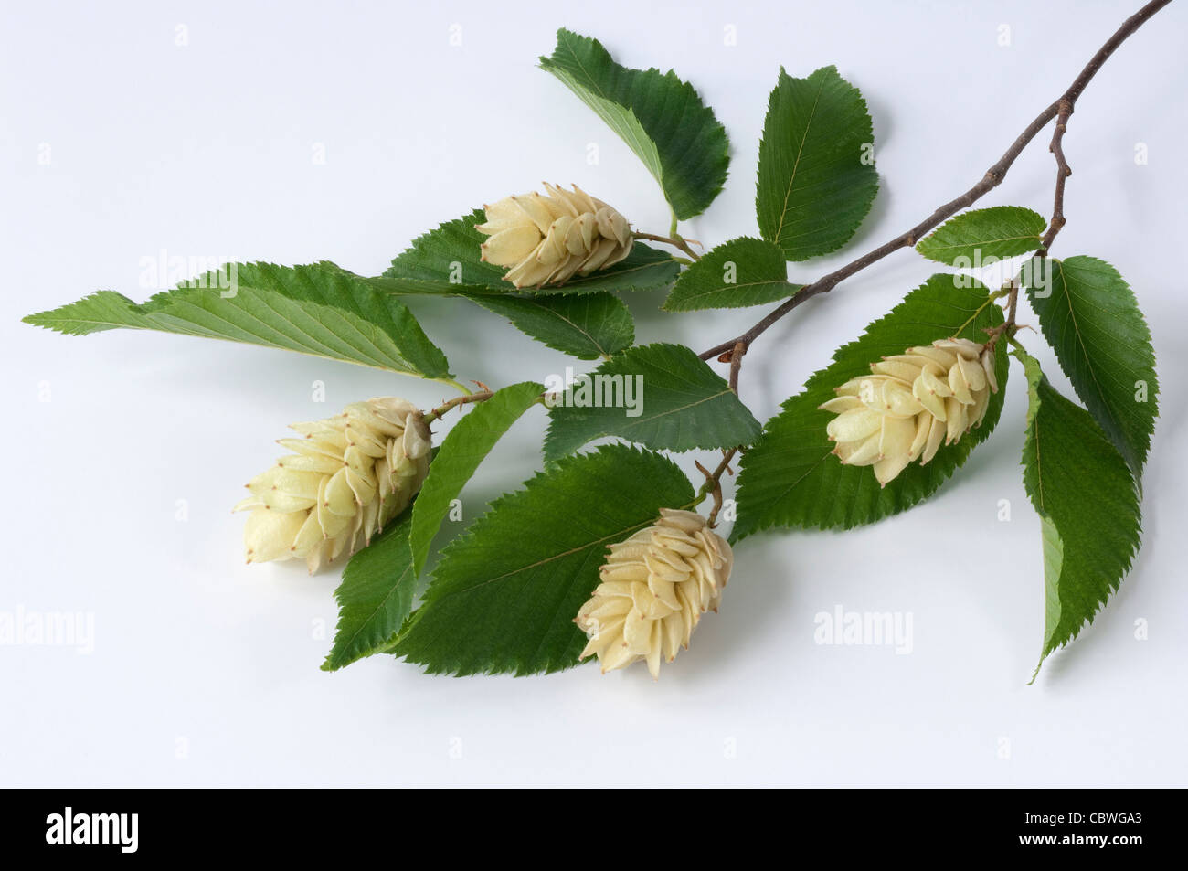 Carpe Hop europeo (Ostrya carpinifolia), twig con hojas y racimos de fruta. Foto de stock